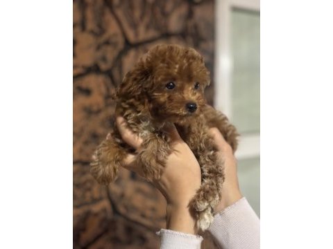 Baldan tatlı yarışma kalitesinde poodle bebekler