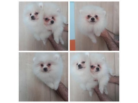 Pomeranian boo beyaz ve orange yavrular