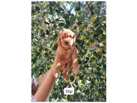 Toy poodle yavrularımız