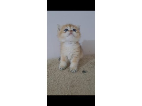 British shorthair golden erkek