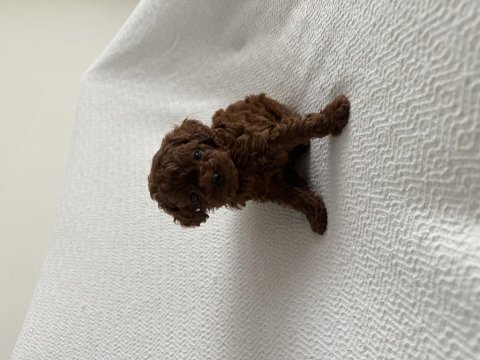 Erkek dark redbrown kore poodle yavrular