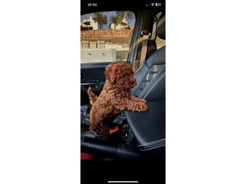 Toy poodle yavrusu