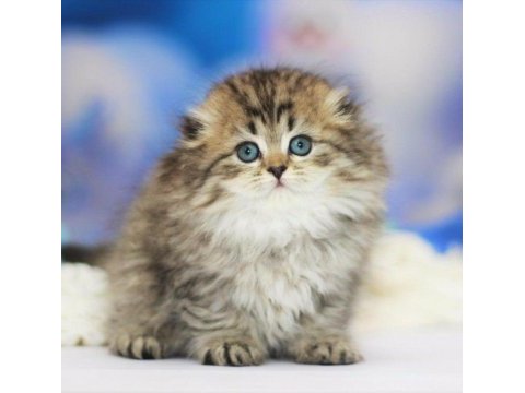 Muhteşem scottish fold golden tabby