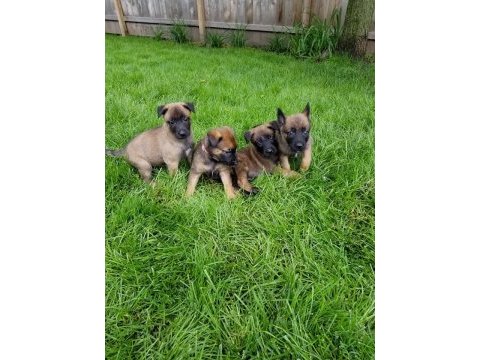 Malinois safkan bebekler her ile yollarım