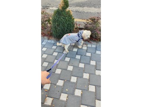 Tamamen evcil ve eğitimli 1 yaşında köpeğimiz