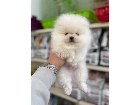 Kar beyazı pomeranian bebeklerimiz