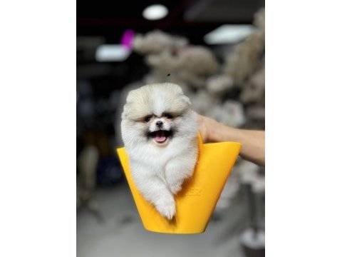En özel renk pomeranian