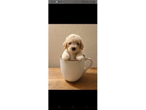 Tatlı kucuk poodle mınıkler