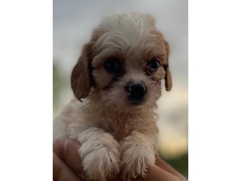 Sağlıklı neşeli ve eğlenceli bebek köpekler