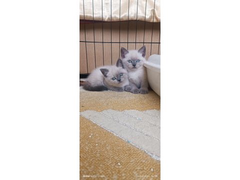 Safkan blue point british shorthair