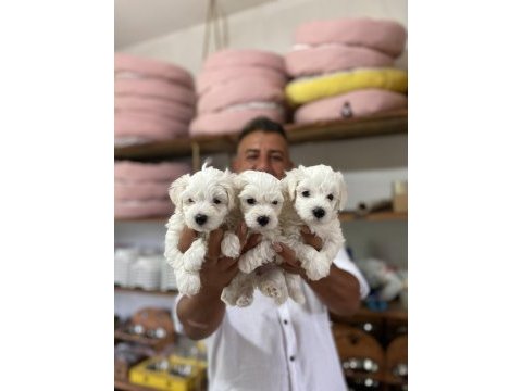 Mükemmel kalitede maltese terrier yavruları burkemden