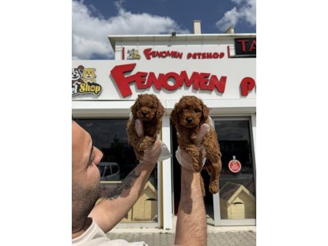 Shoooowwww kalite toy poodle yavrular ankara mağazamızda