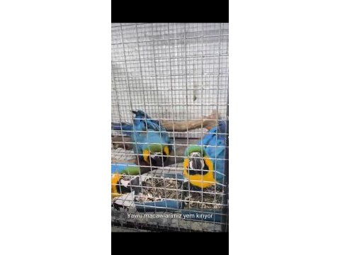 Bebek macaw papağanlarımız yeme düşmüştür antalya