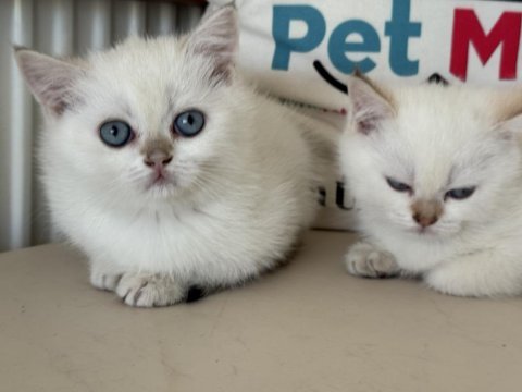 Abkaranın en elit britih shorthair ve longhair yavruları