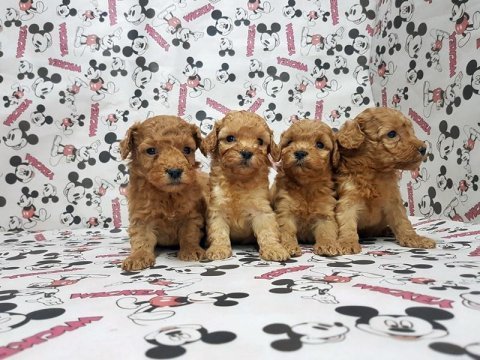 Toy poodle yavru köpekler