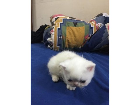 İran persian saf