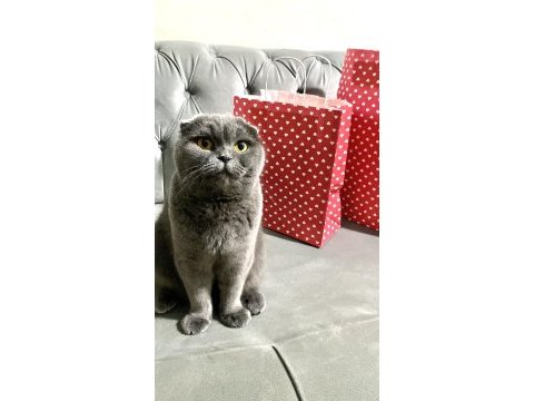 Ücretsiz sahiplendirme scottish fold kedimiz