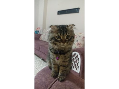 Scottish fold 2.5 aylık