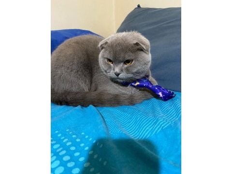 Scottish fold yavru