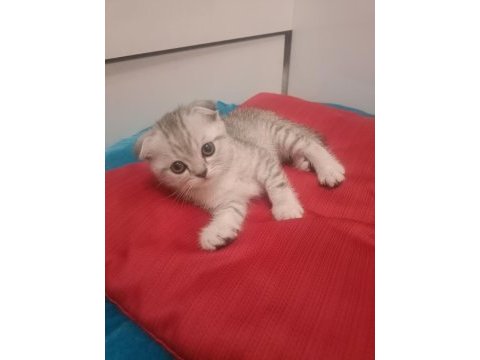 Scottish fold erkek kedimiz
