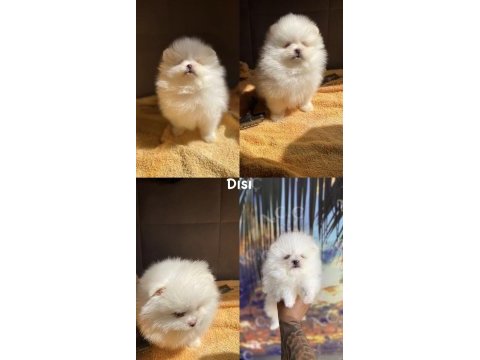Pınpon topları gibi pomeranian yavrular