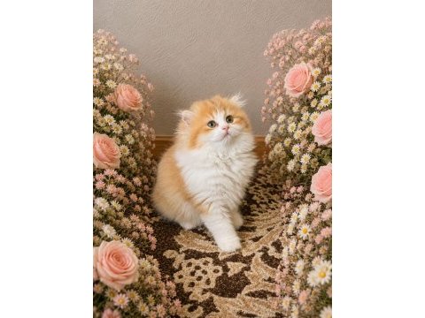 3 british longhair 1 shorthair