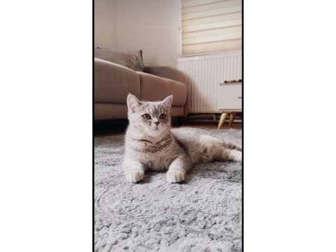 8 aylık aşıları tam british shorthair