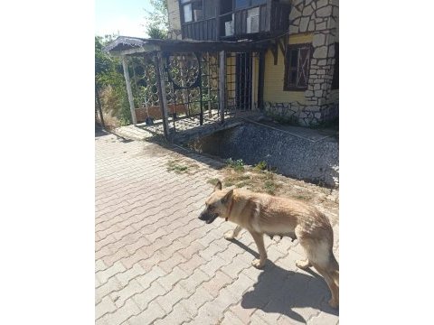 2 aylık yavru köpekler