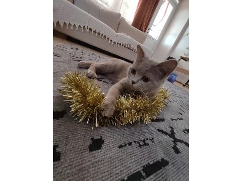 Peri kızım british shorthair