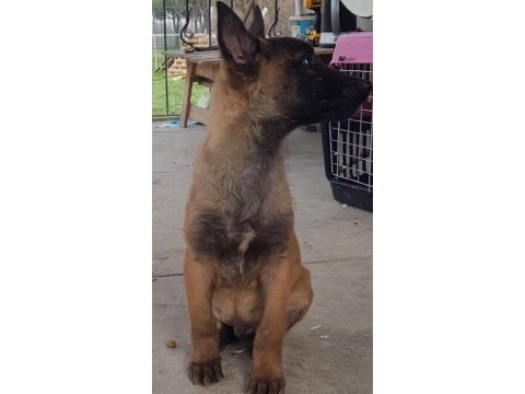 Malinois köpeğimiz