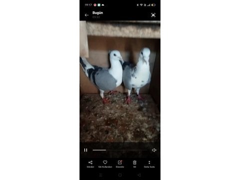 Satılık posta güvercinler