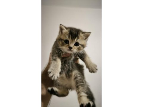Adana/seyhan gürselpaşa british shorthair golden erkek