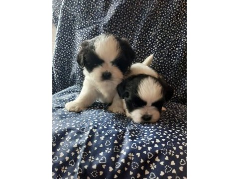 Anne ve baba safkan shih tzu bebişler