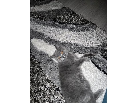 British shorthair kedimiz