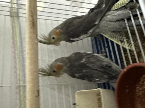 2 adet yeni yeme düşmüş grey yavru sultan papağanı