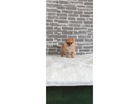 Pomeranian dişi yavrumuz