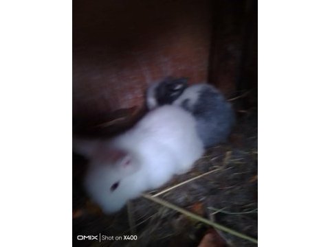 Yavru hollanda lop tavşanları