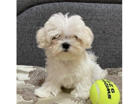 0 numara antialerjik maltese bebekler