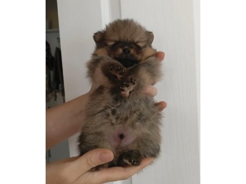 Pomeranian teddy bears