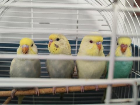 4 adet yavru muhabbet kuşu