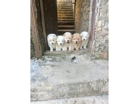 A kalite chow chow yavrularımız