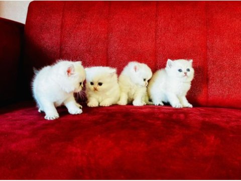 Scottish straight scottish longhair british shorthair yavru