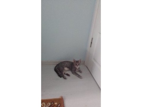 British shorthair özel ırk kedimiz