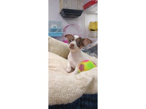 Teacup bardak boy şivava yavruları kilo garantili