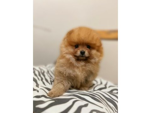 Tea cup pomeranian boo
