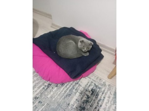 Sahiplendirilecek scottish fold