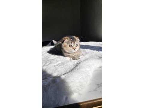 British longhair ny-12 golden point a-y