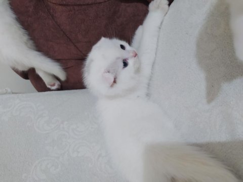 British shorthair oyunbazlar