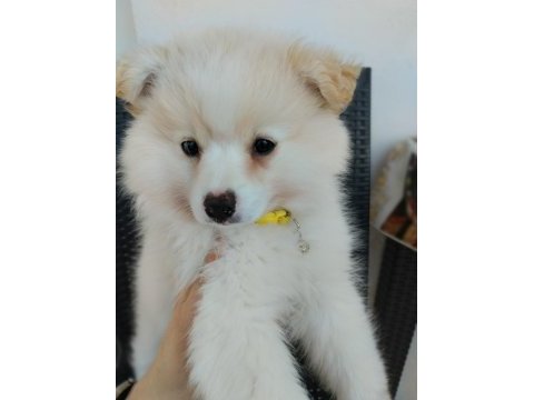Japon spitz