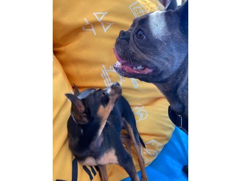 Sevimli dişi french bulldog
